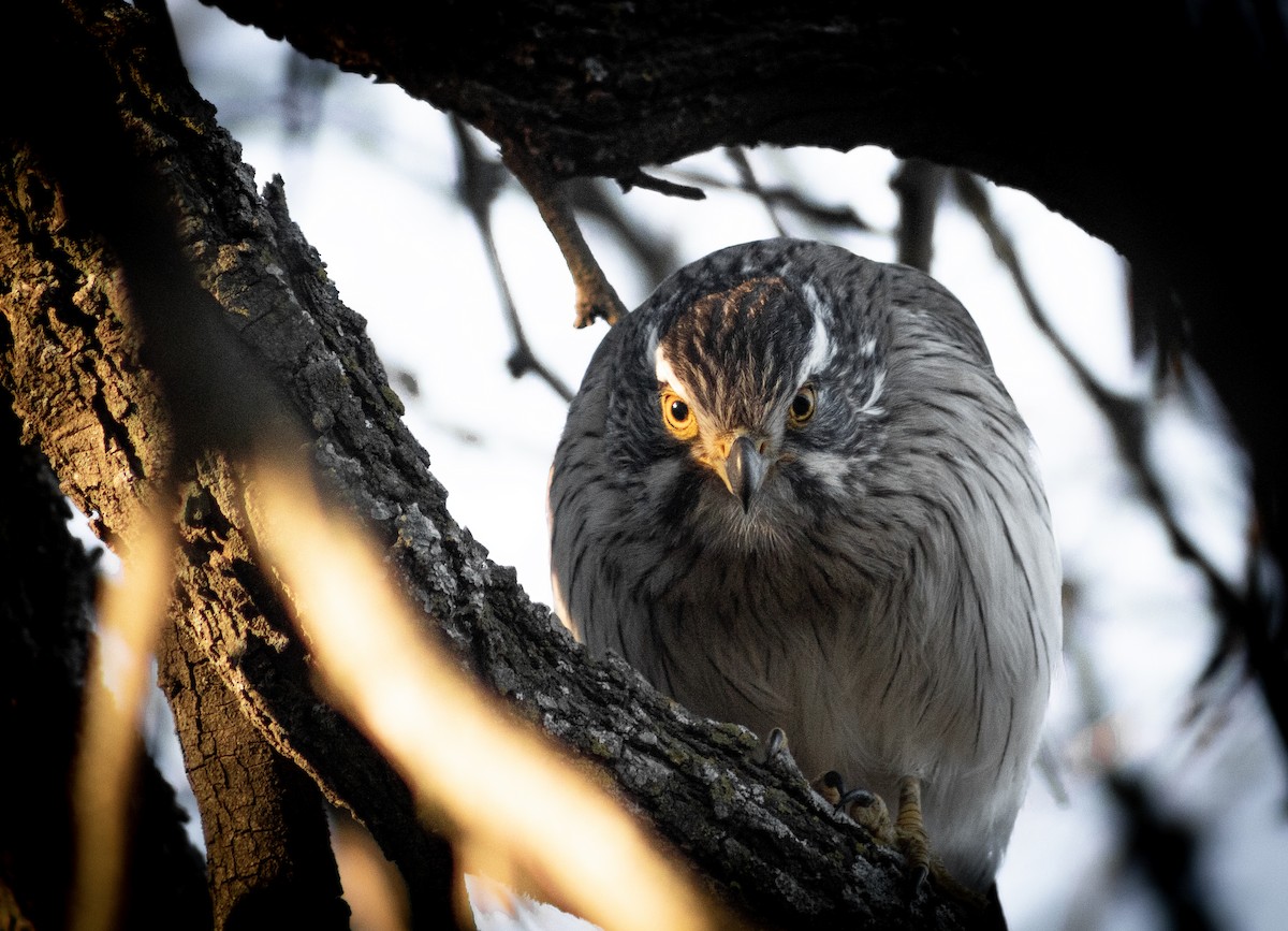 Spot-winged Falconet - ML623542058