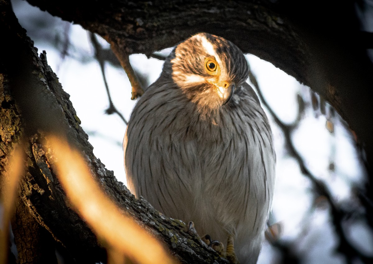 Spot-winged Falconet - ML623542062