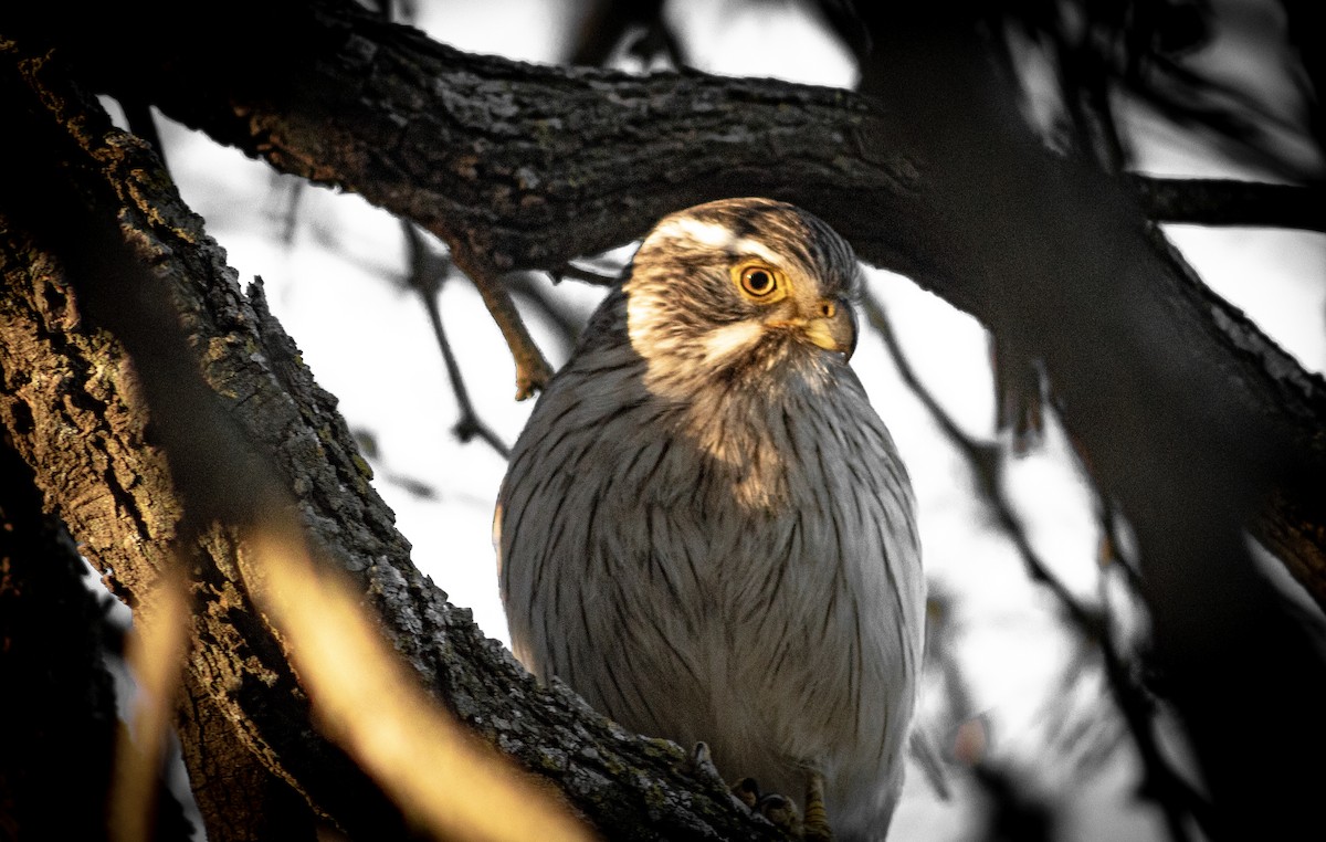 Spot-winged Falconet - ML623542067