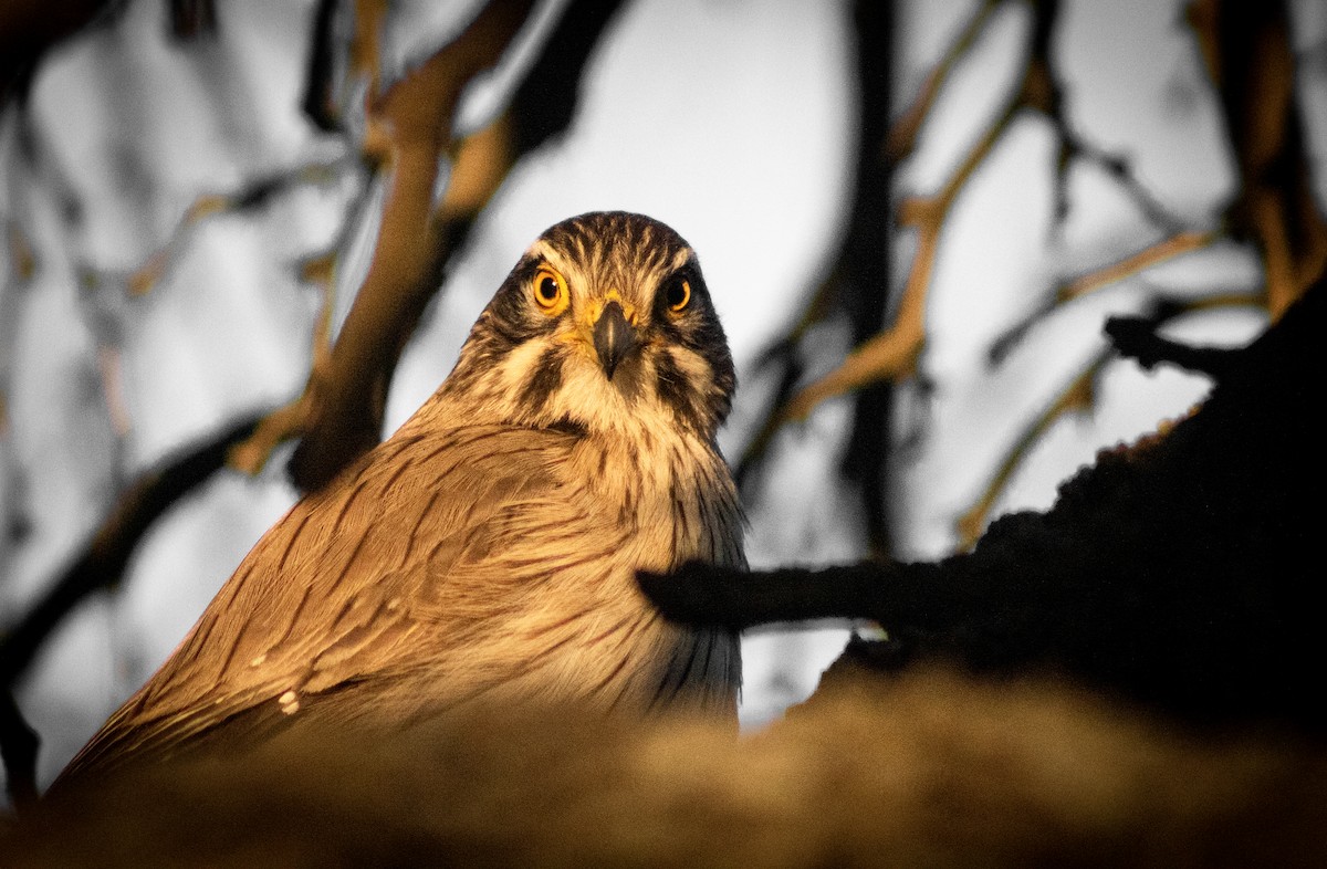 Spot-winged Falconet - ML623542068