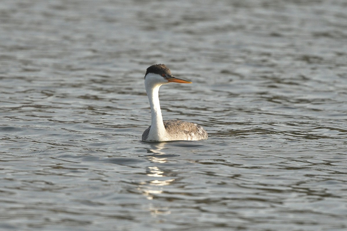 Western x Clark's Grebe (hybrid) - ML623542075