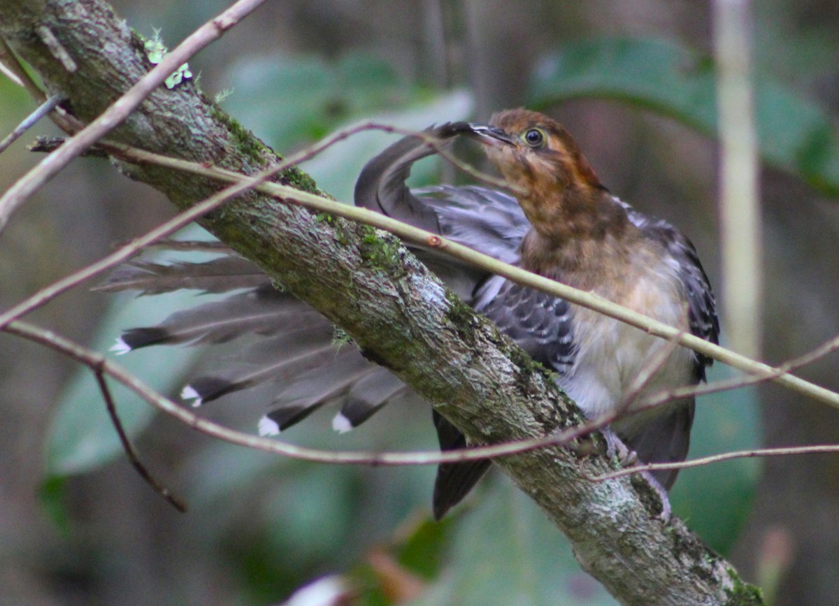 Pavonine Cuckoo - ML623542076