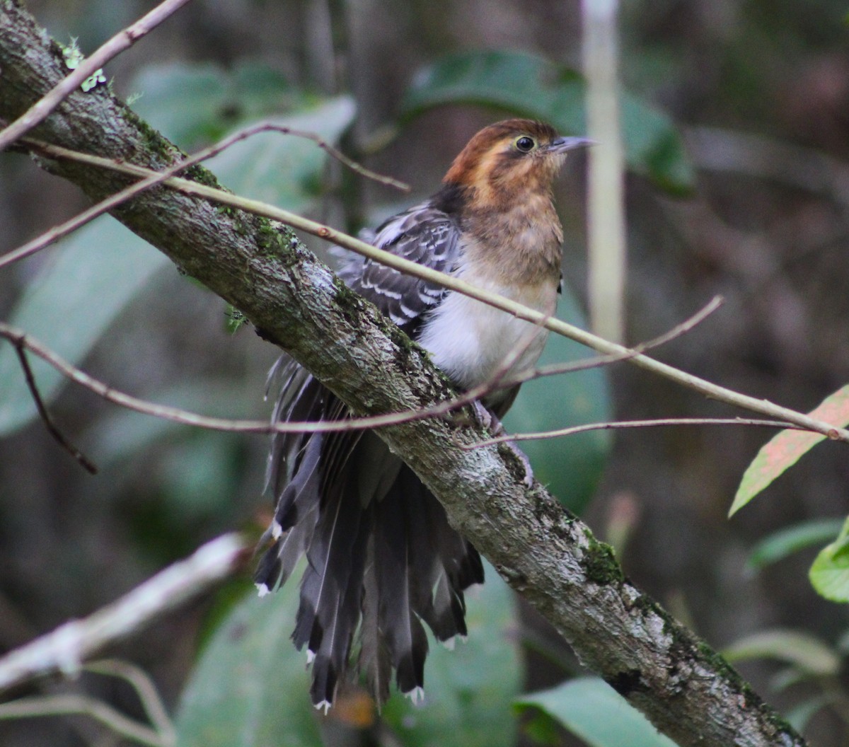 Pavonine Cuckoo - ML623542078