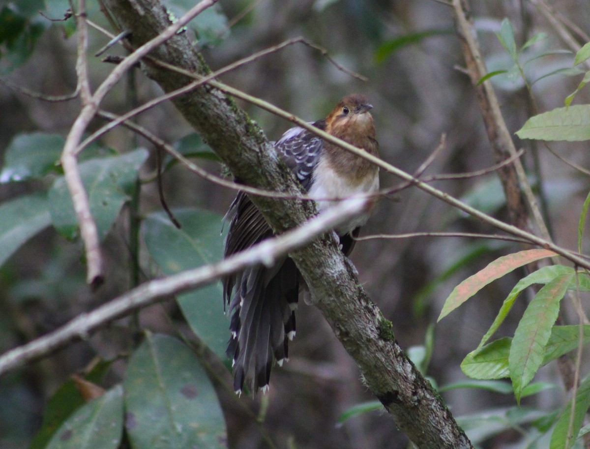 Pavonine Cuckoo - ML623542079