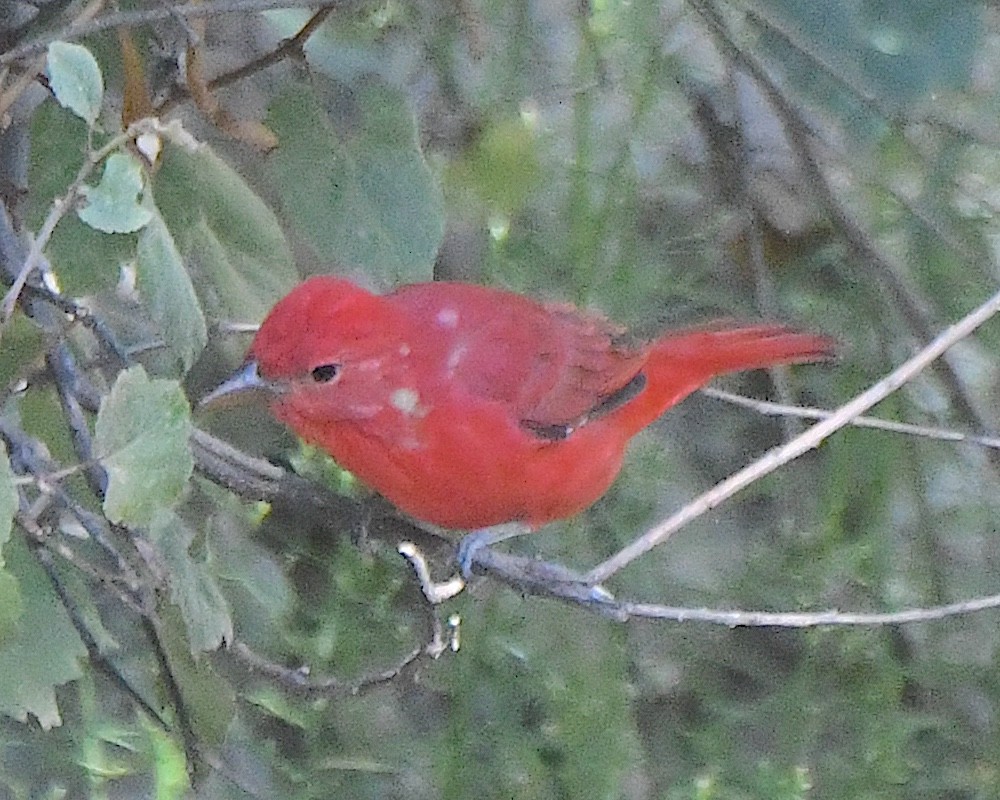 Piranga Roja - ML623542104