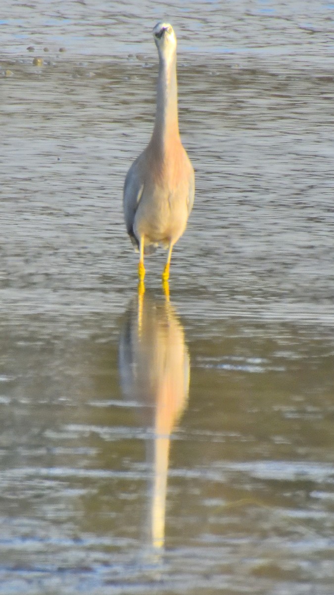 White-faced Heron - ML623542122