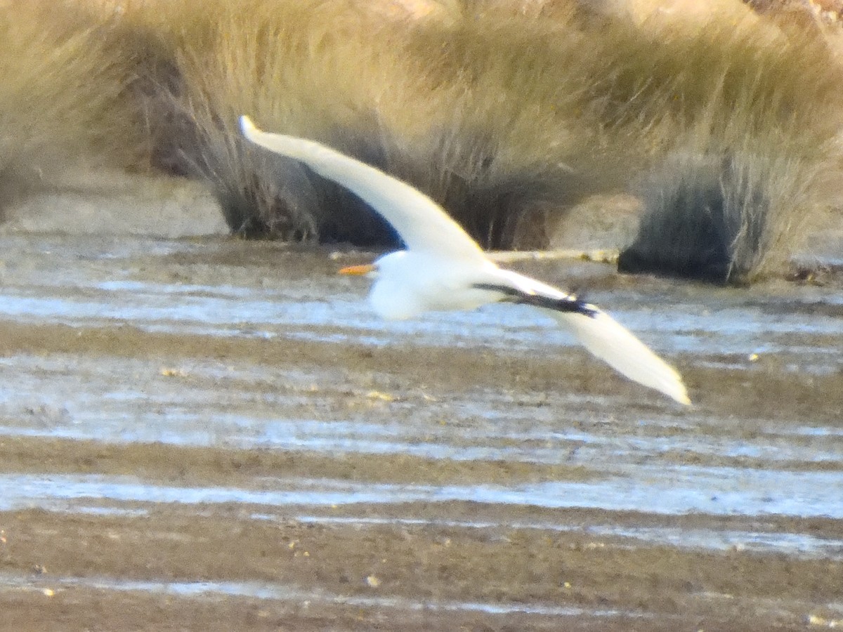 Great Egret - ML623542145