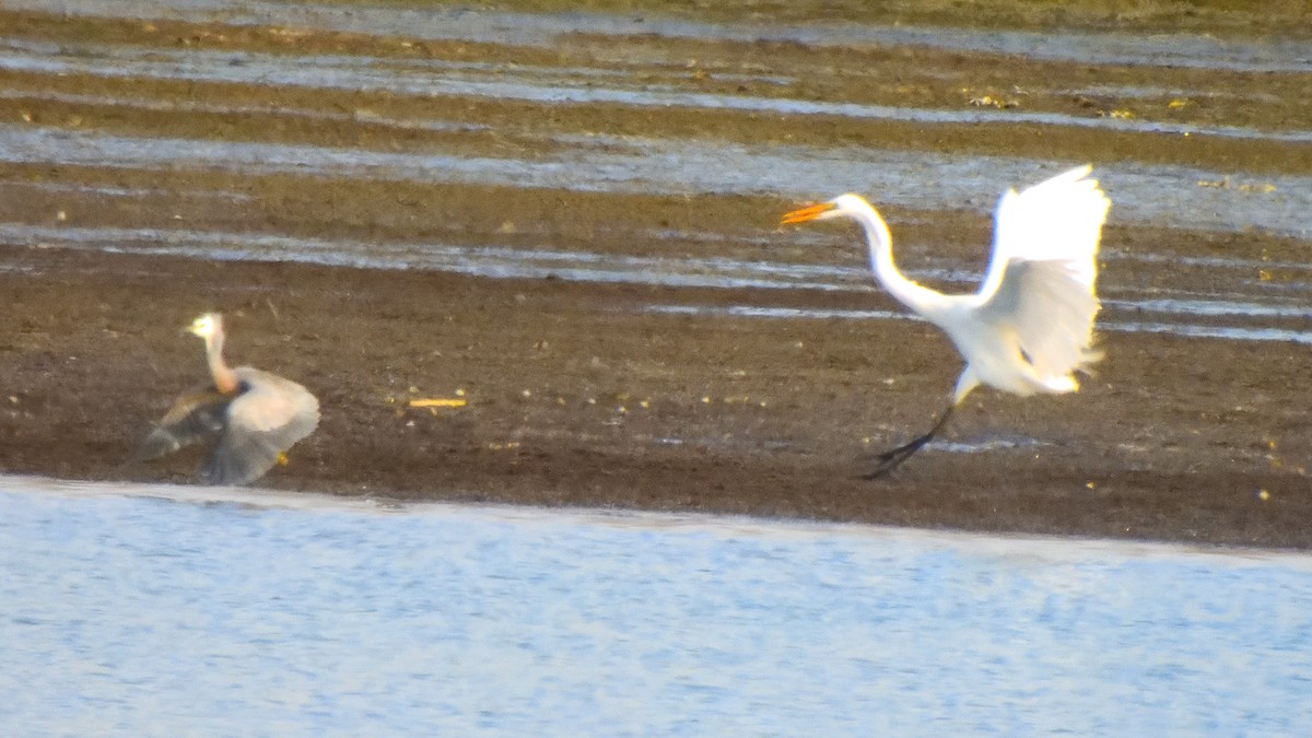 Great Egret - ML623542147