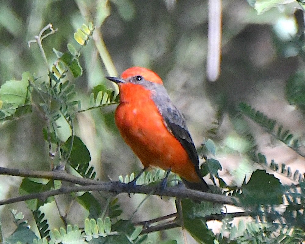 Vermilion Flycatcher - ML623542170