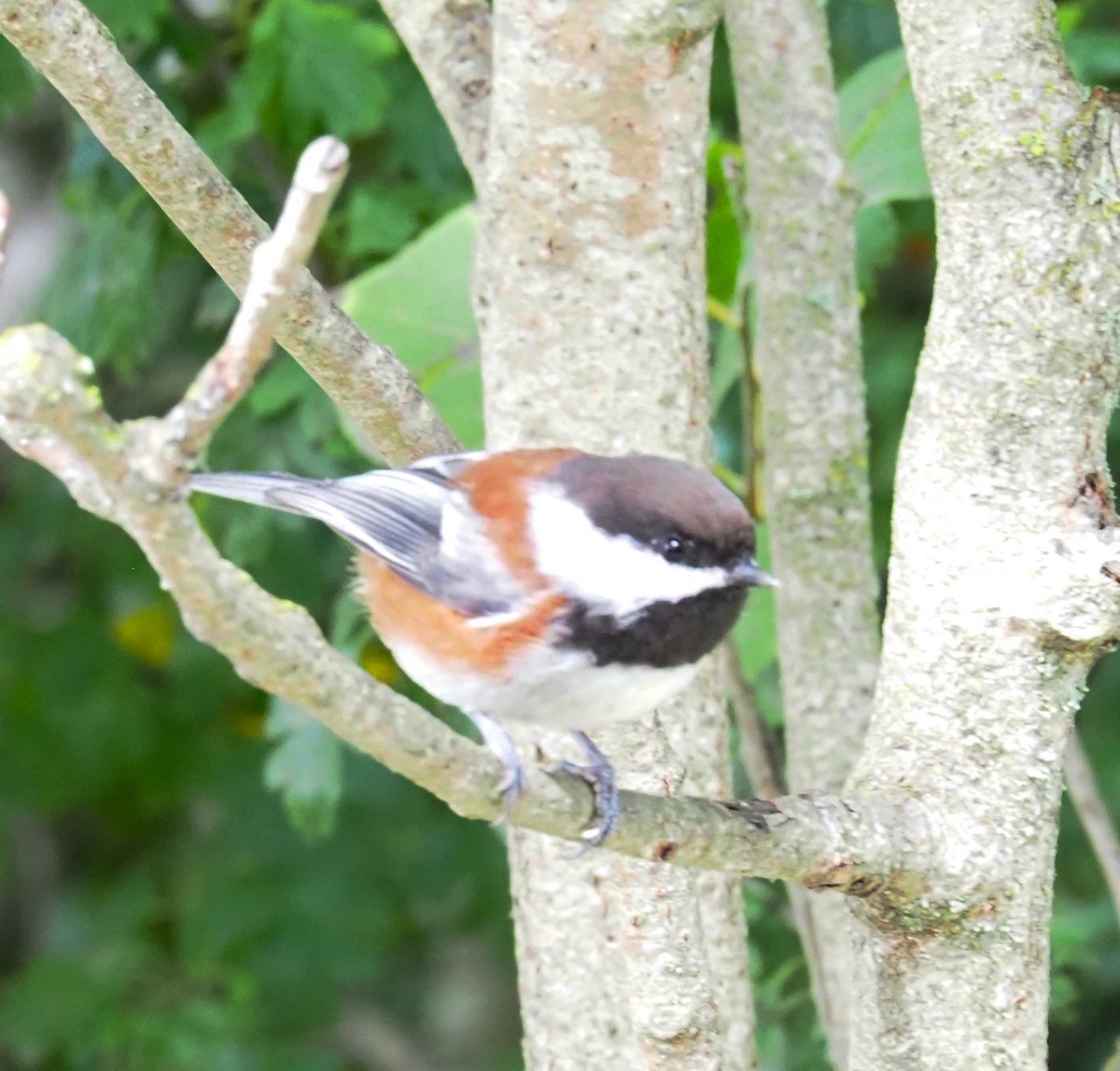 Chestnut-backed Chickadee - Linda Rickerson