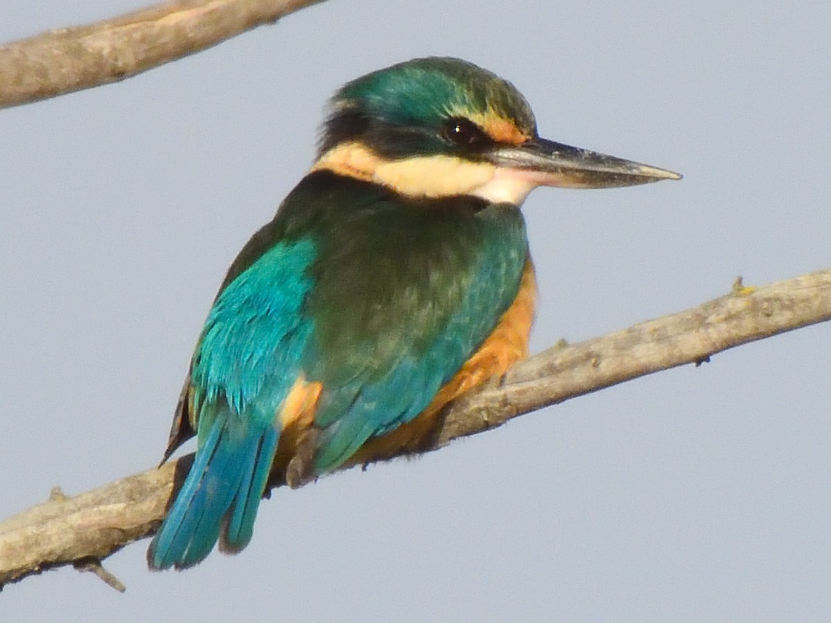 Sacred Kingfisher - ML623542204