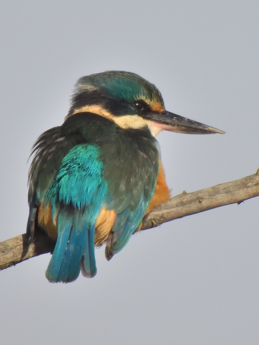 Sacred Kingfisher - ML623542205