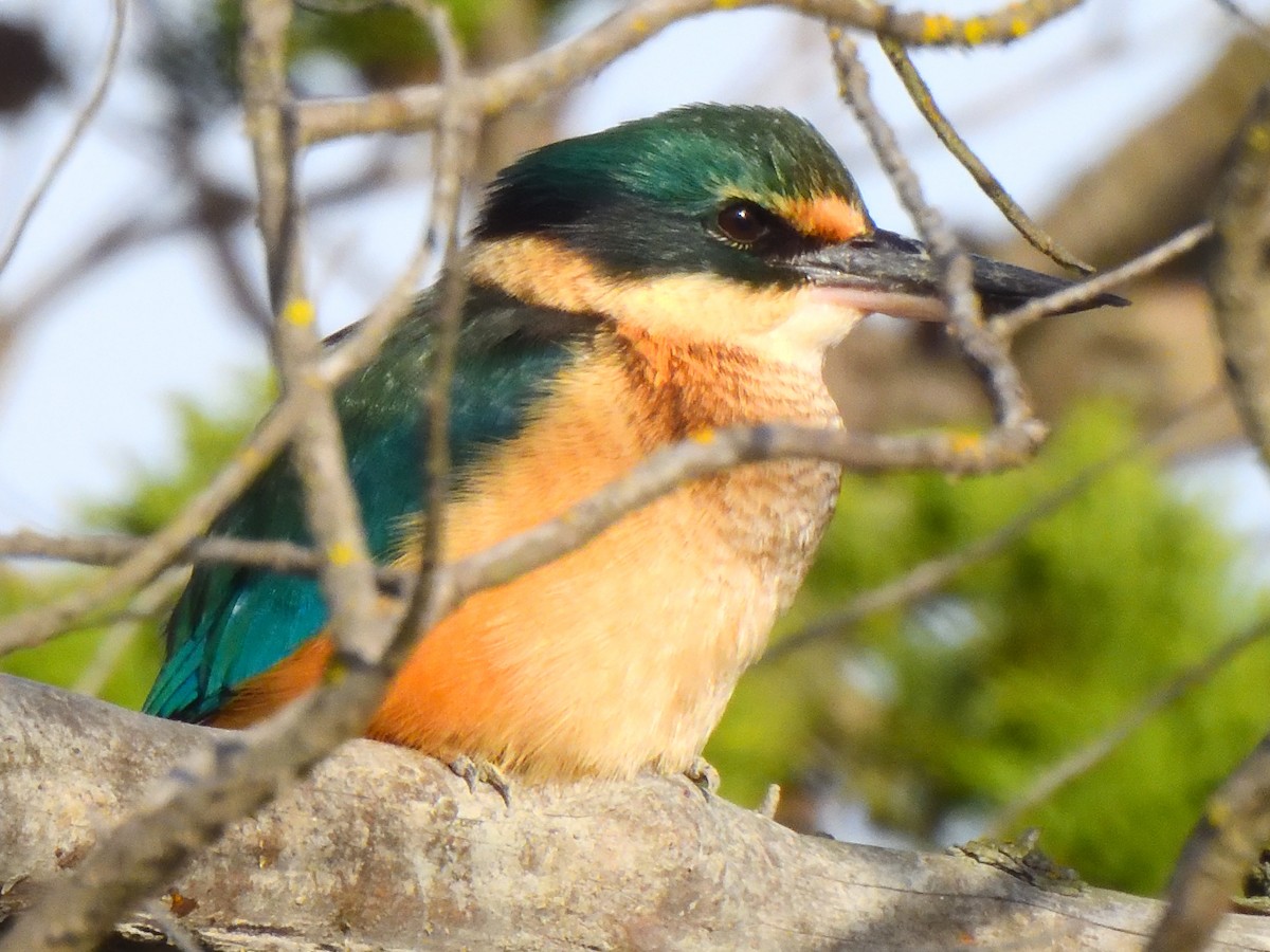 Sacred Kingfisher - ML623542206