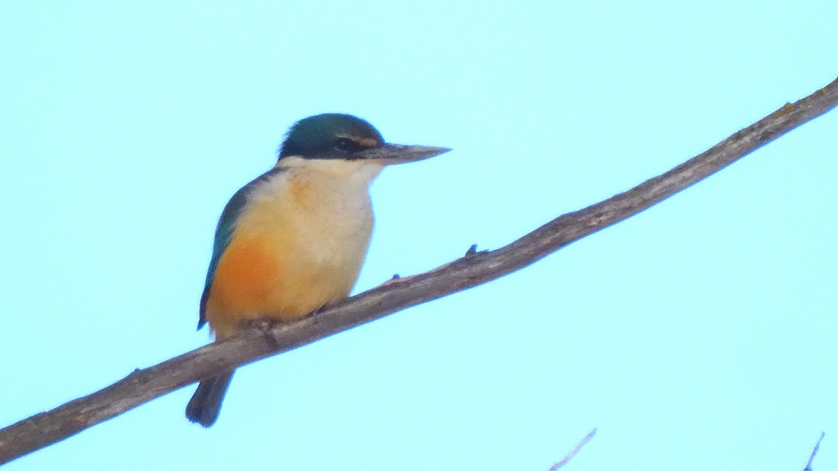 Sacred Kingfisher - ML623542207