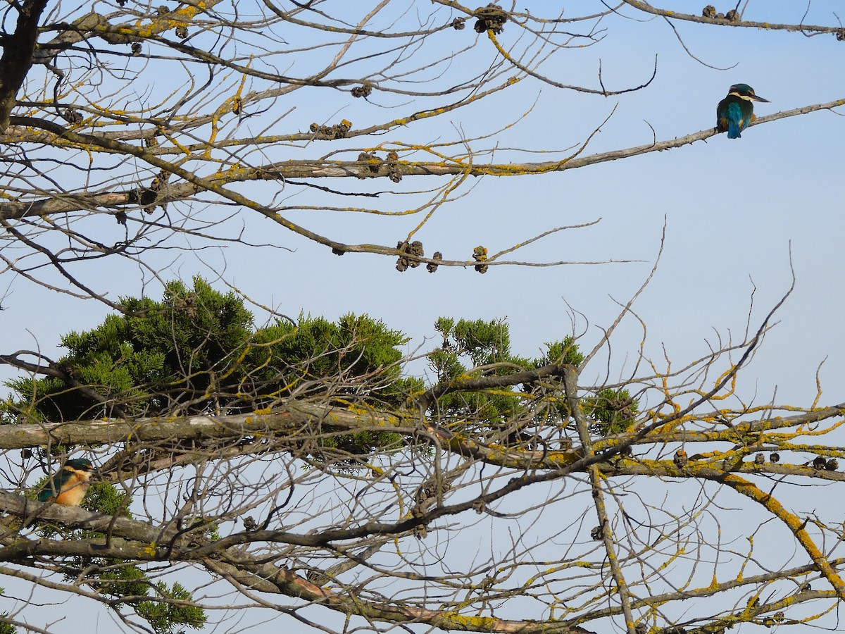 Sacred Kingfisher - ML623542208