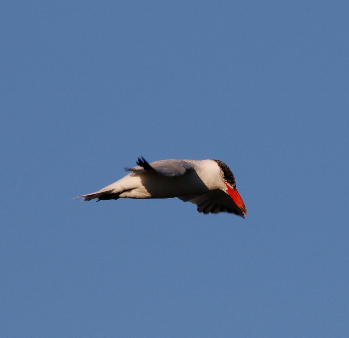 Caspian Tern - ML623542236