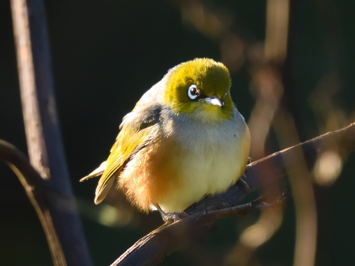 Silvereye - ML623542242