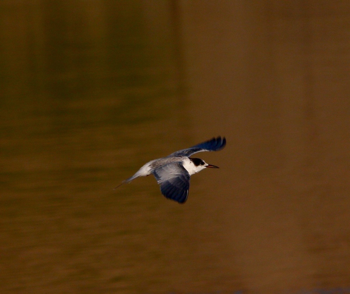 Common Tern - ML623542245