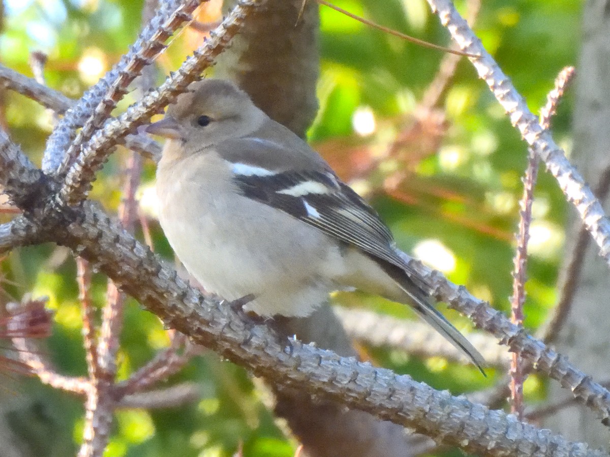 Common Chaffinch - ML623542254