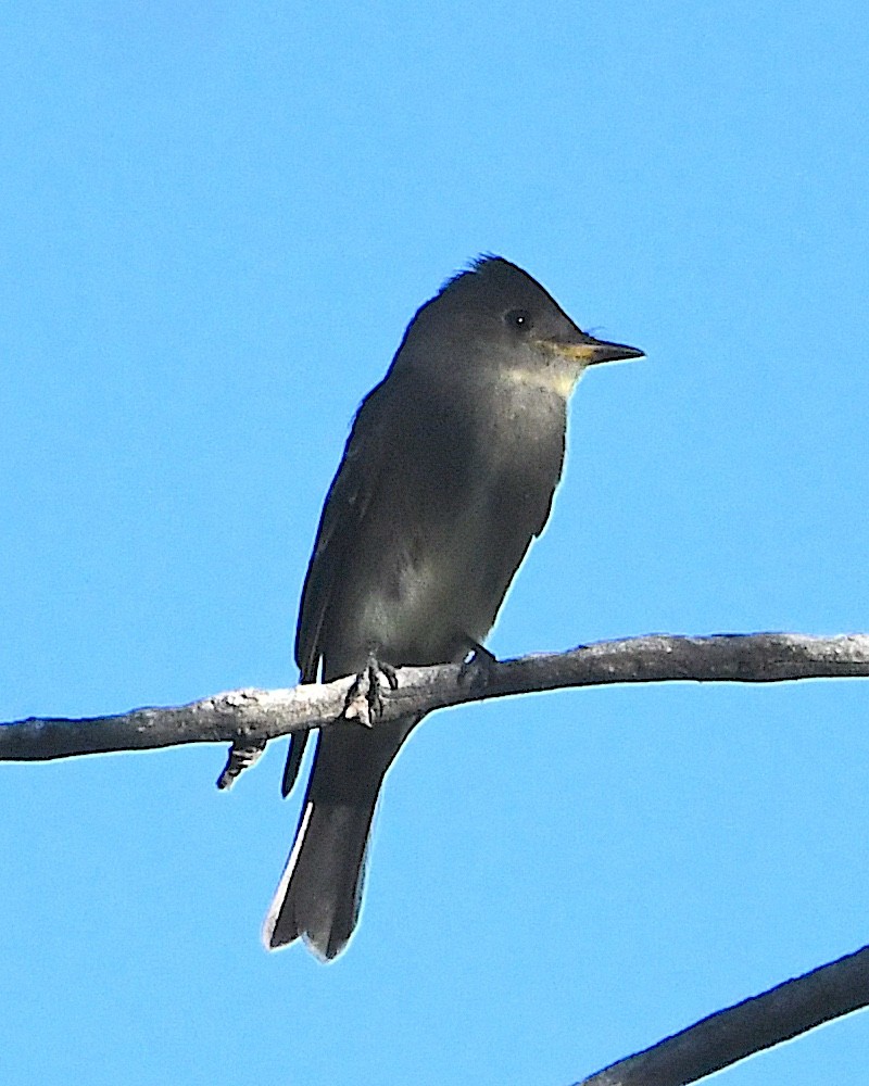 Western Wood-Pewee - ML623542260