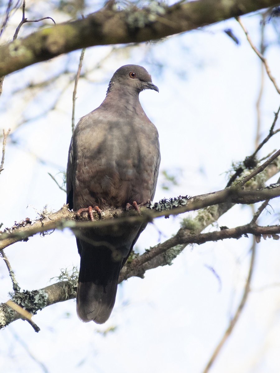 Chilean Pigeon - ML623542263