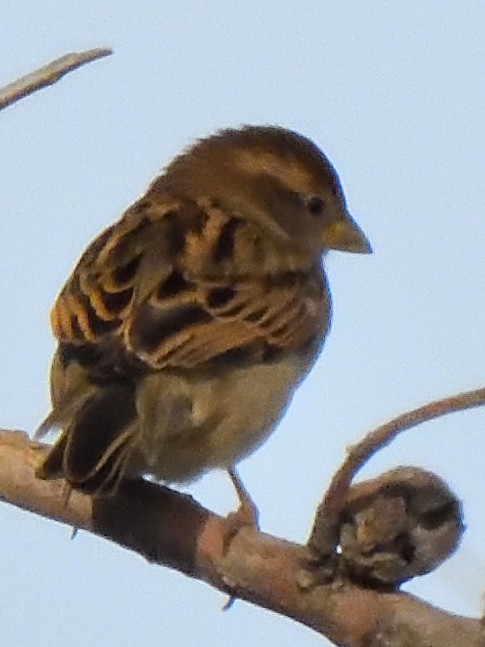 House Sparrow - ML623542309