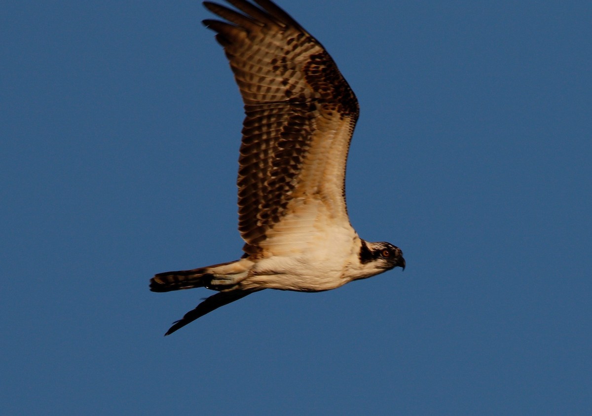 Osprey - ML623542324