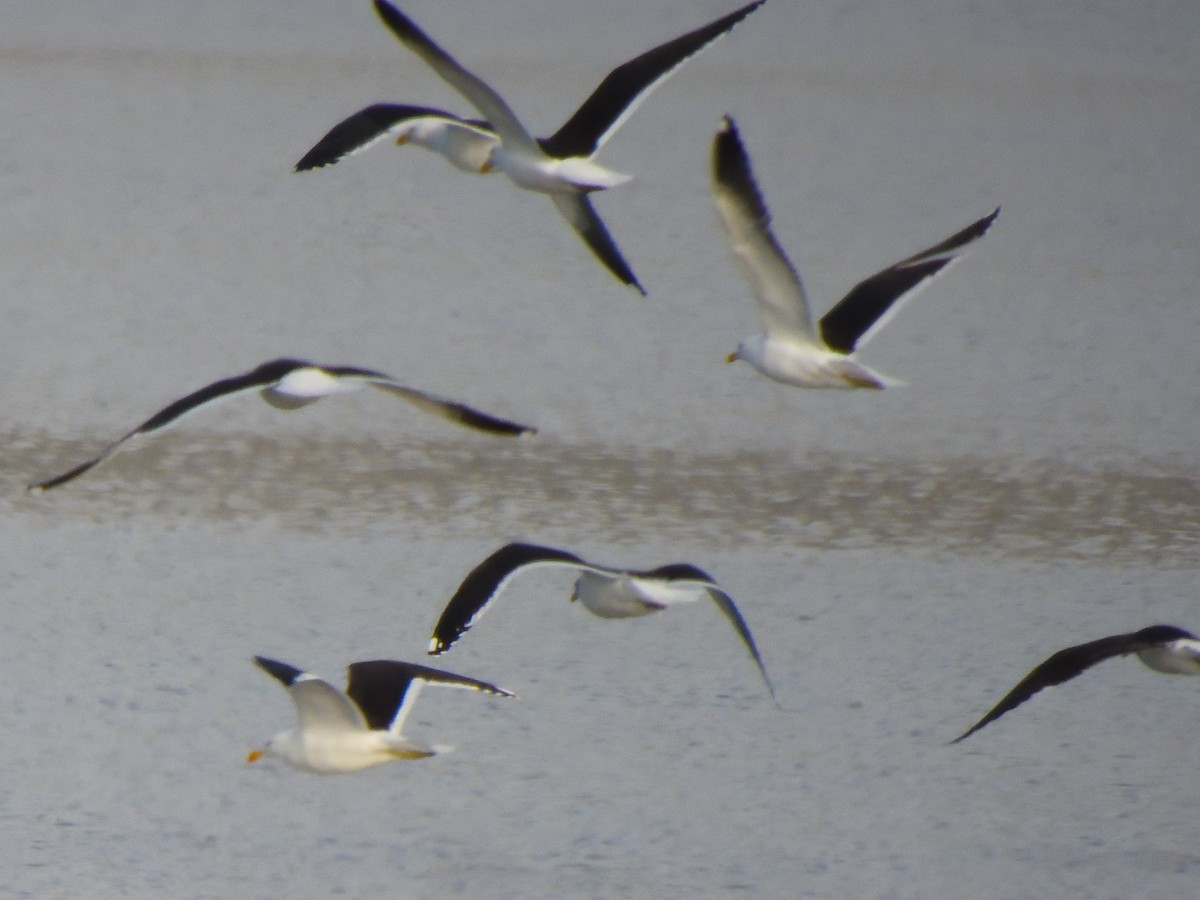 Kelp Gull - ML623542357