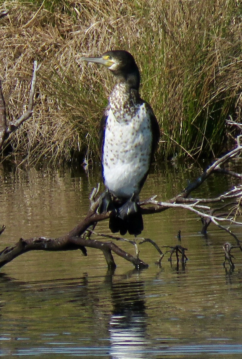 Pied Cormorant - ML623542378