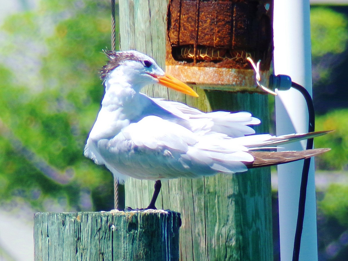 Royal Tern - ML623542383