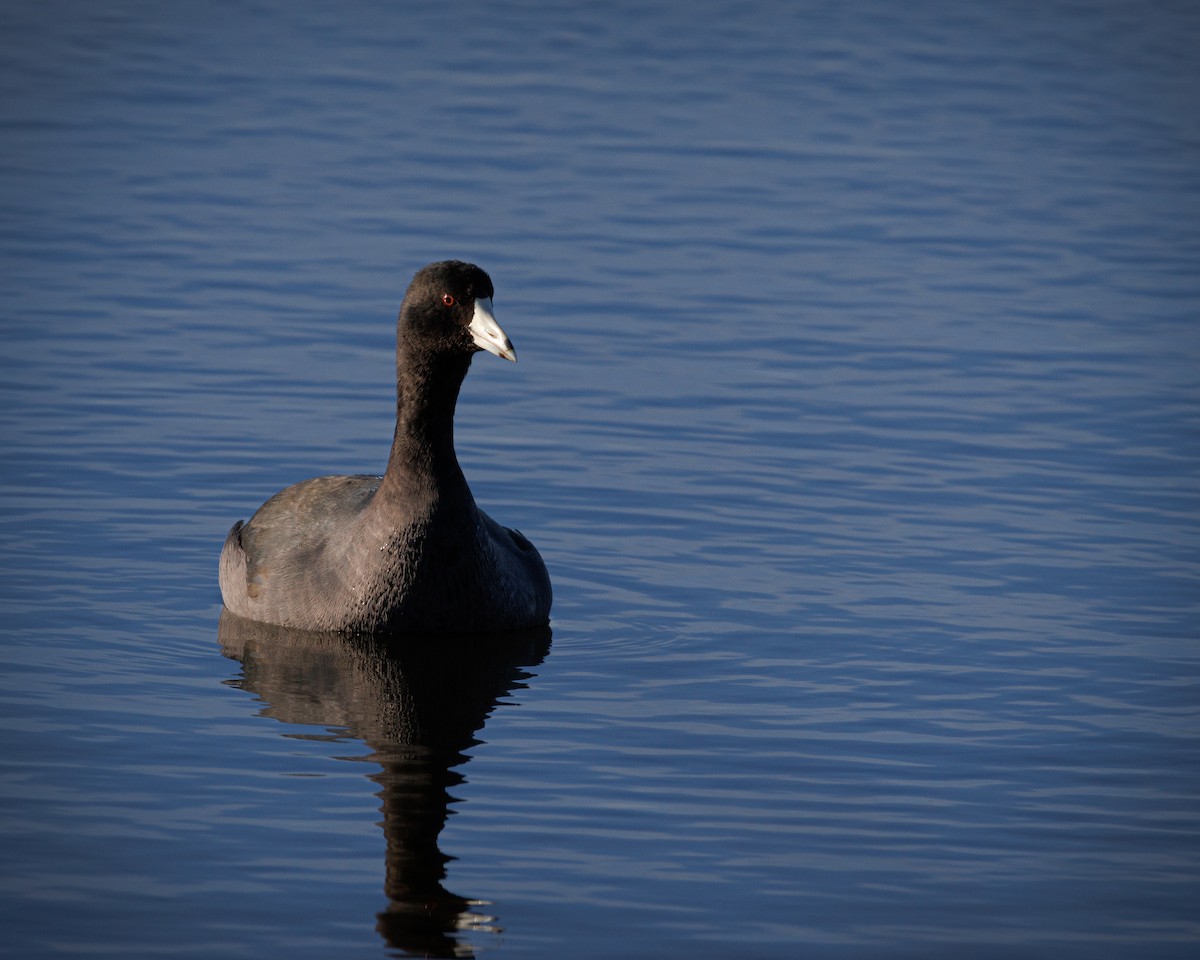 American Coot - ML623542396