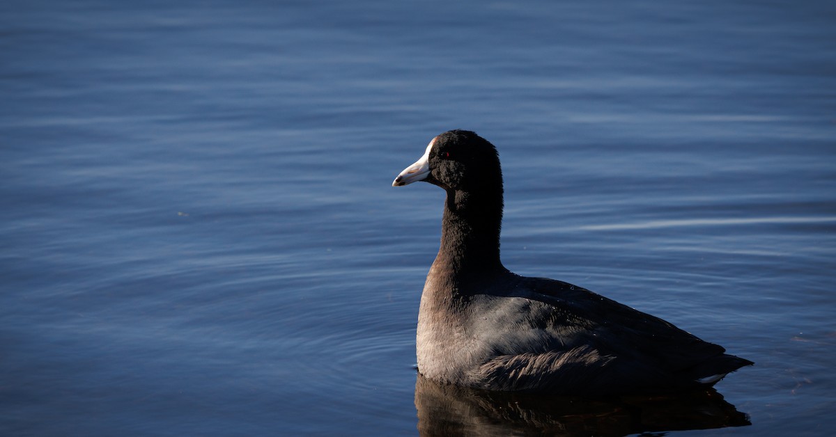 American Coot - ML623542397