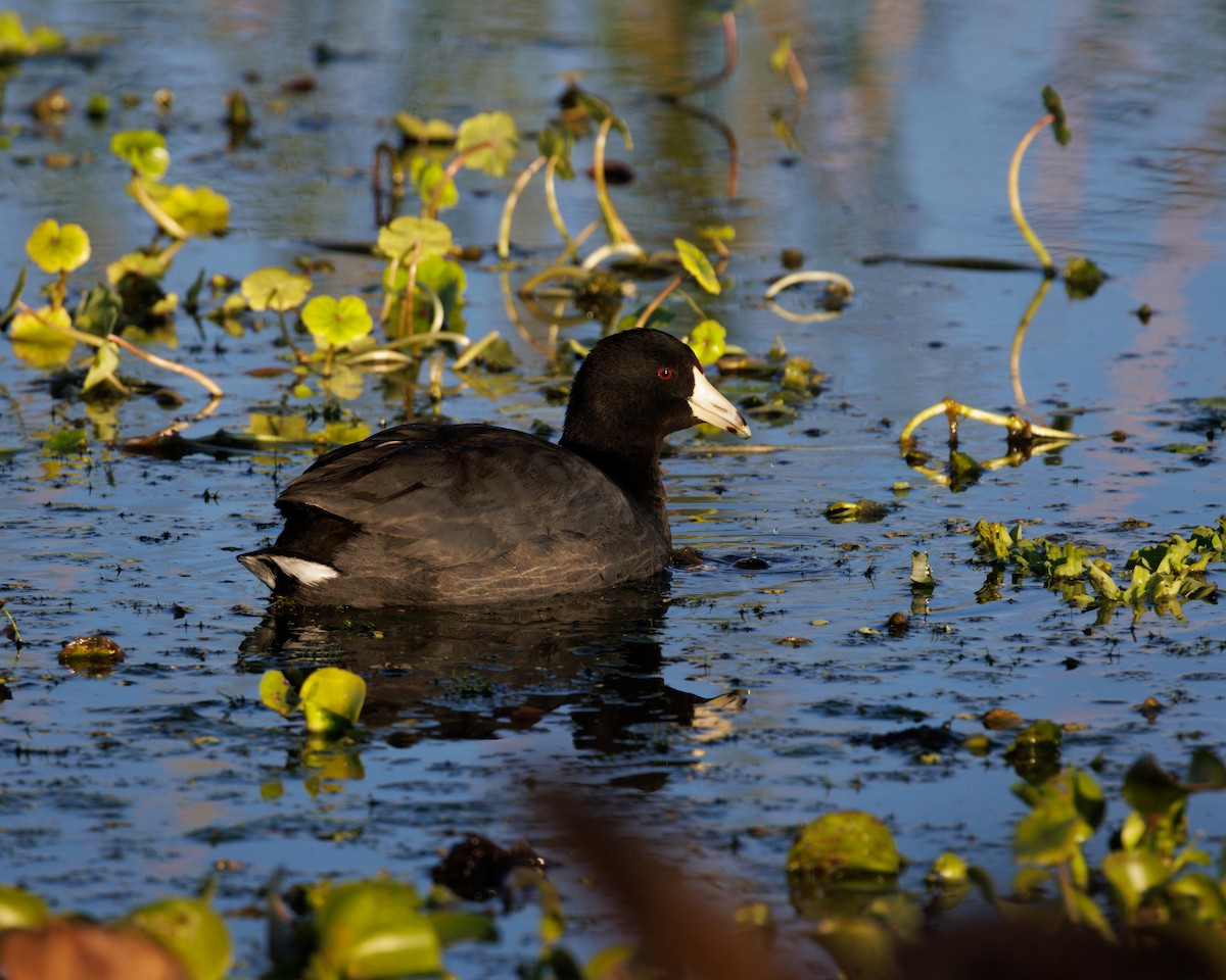 American Coot - ML623542398