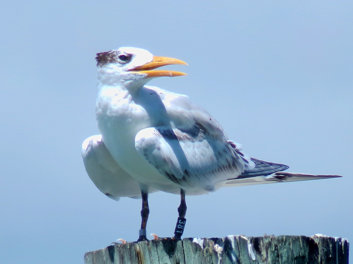 Royal Tern - ML623542403