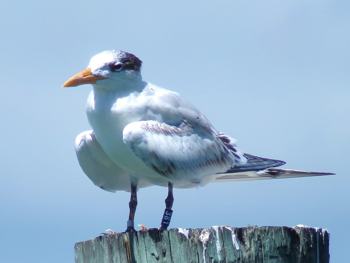 Royal Tern - ML623542414