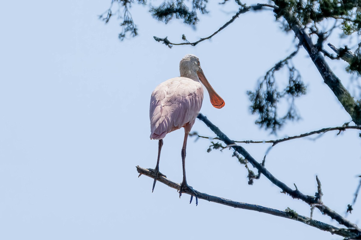 Roseate Spoonbill - ML623542499