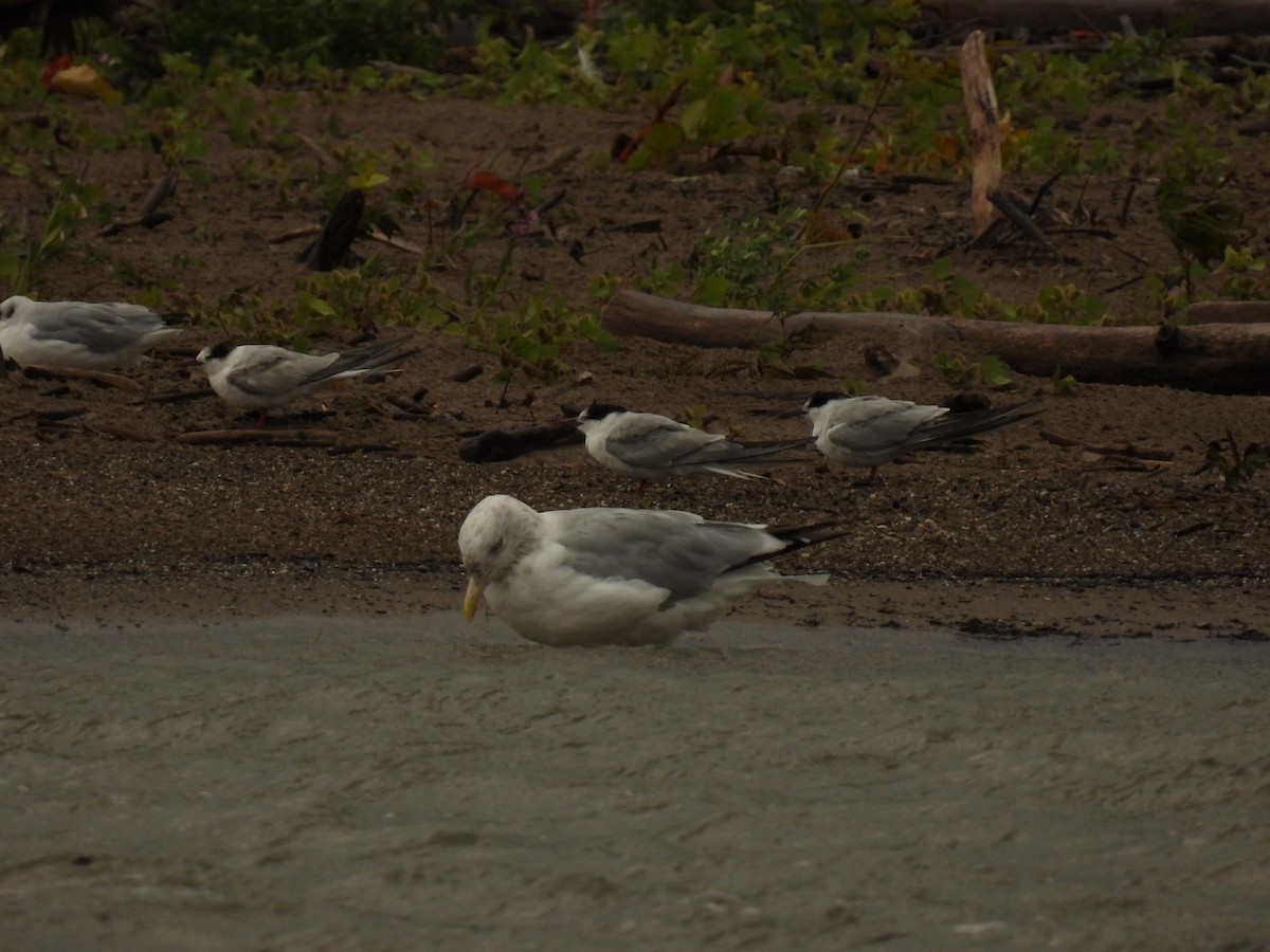 Common Tern - John McKay