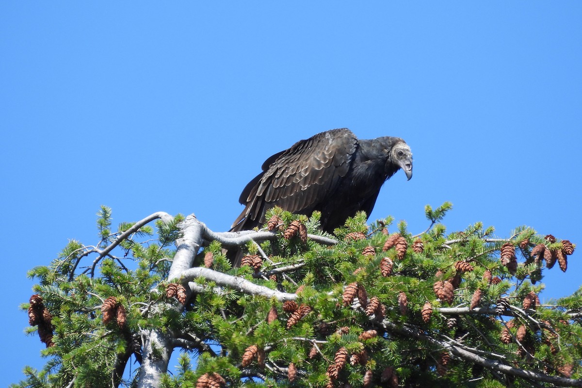 Turkey Vulture - ML623542562