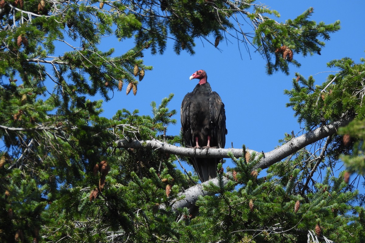 Turkey Vulture - ML623542573