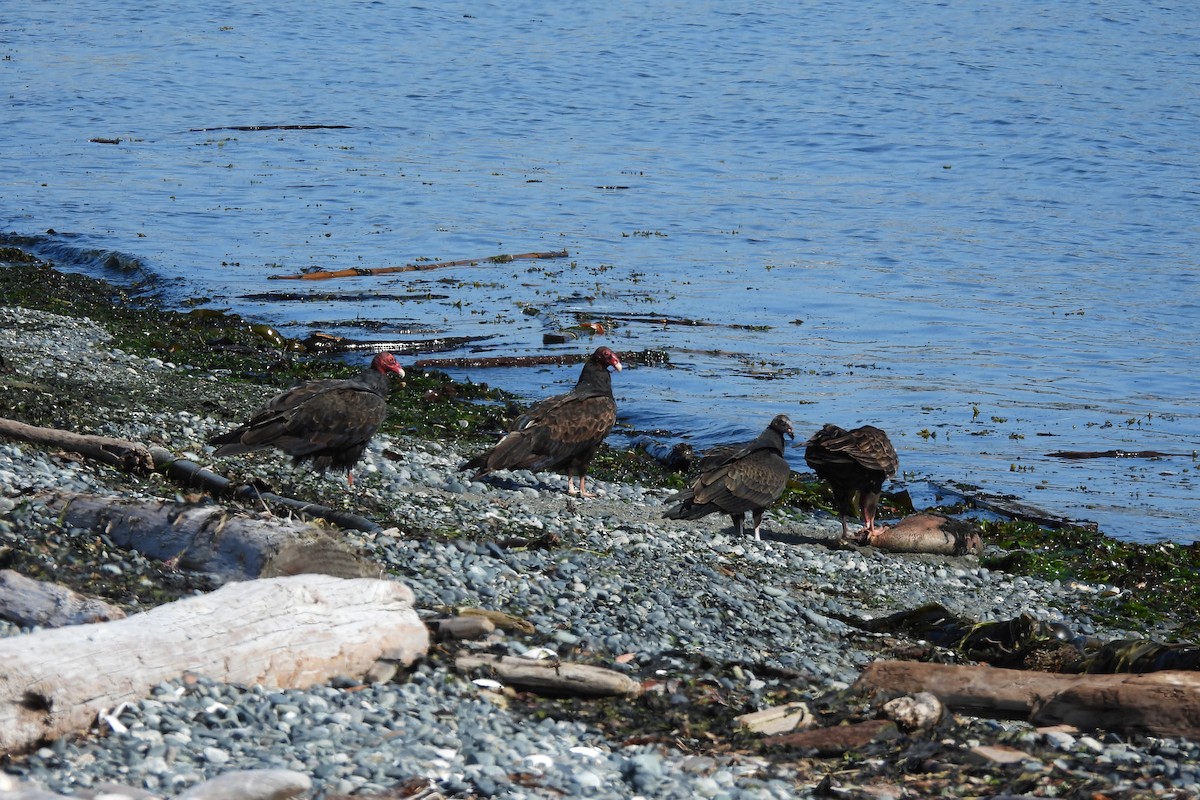 Turkey Vulture - ML623542580