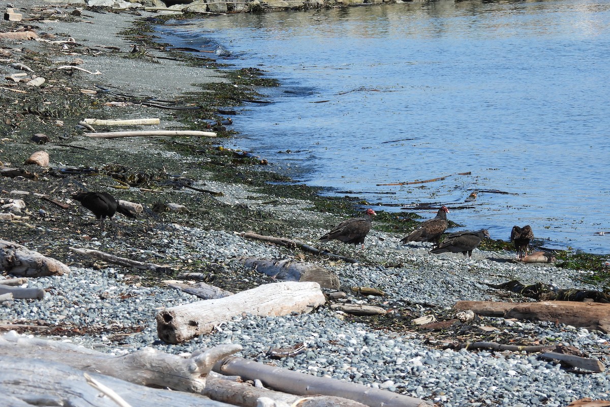 Turkey Vulture - ML623542586