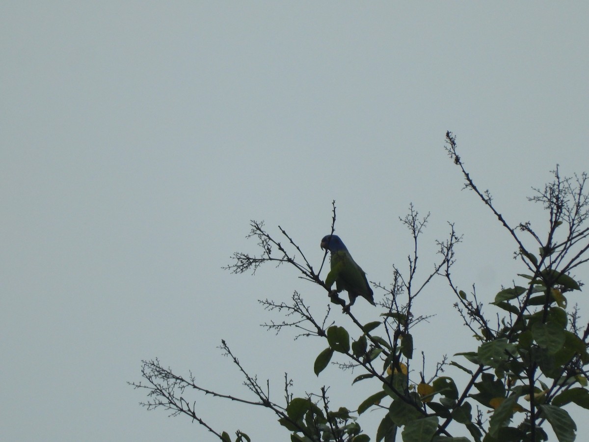 Blue-headed Parrot - ML623542639