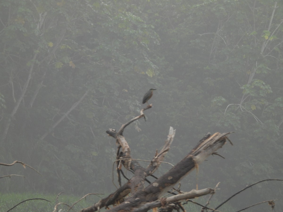 Striated Heron - ML623542653