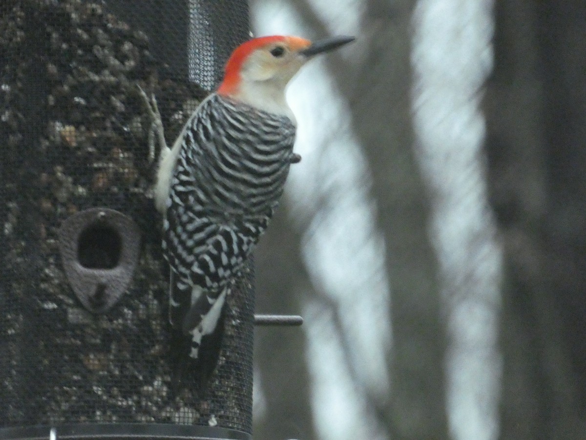 Red-bellied Woodpecker - ML623542659