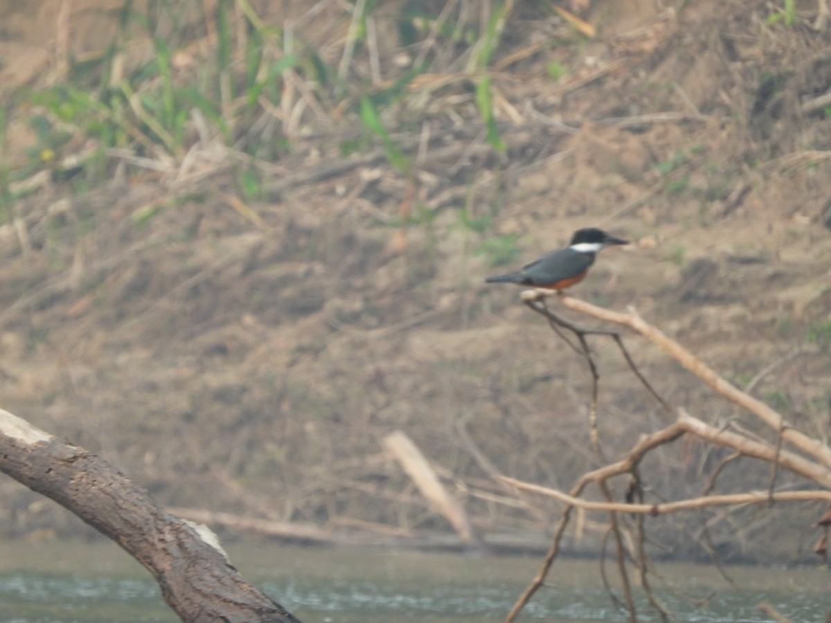 Ringed Kingfisher - ML623542688