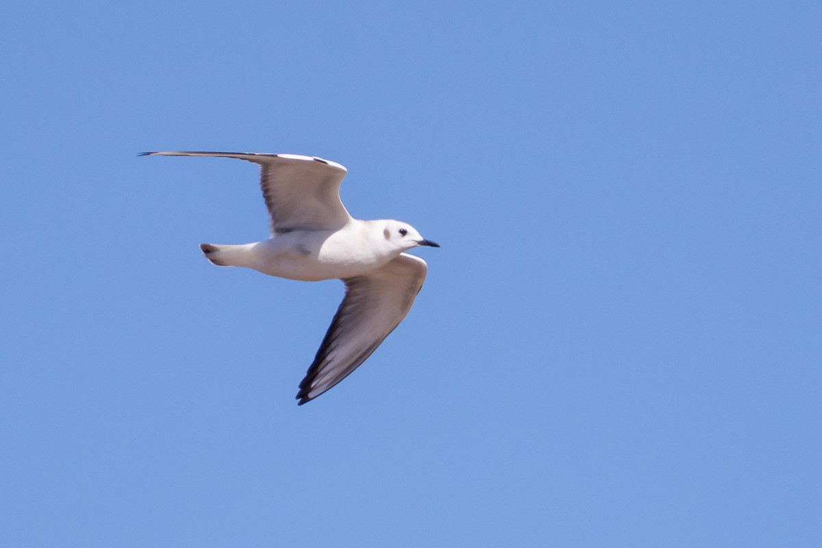 Bonaparte's Gull - ML623542735