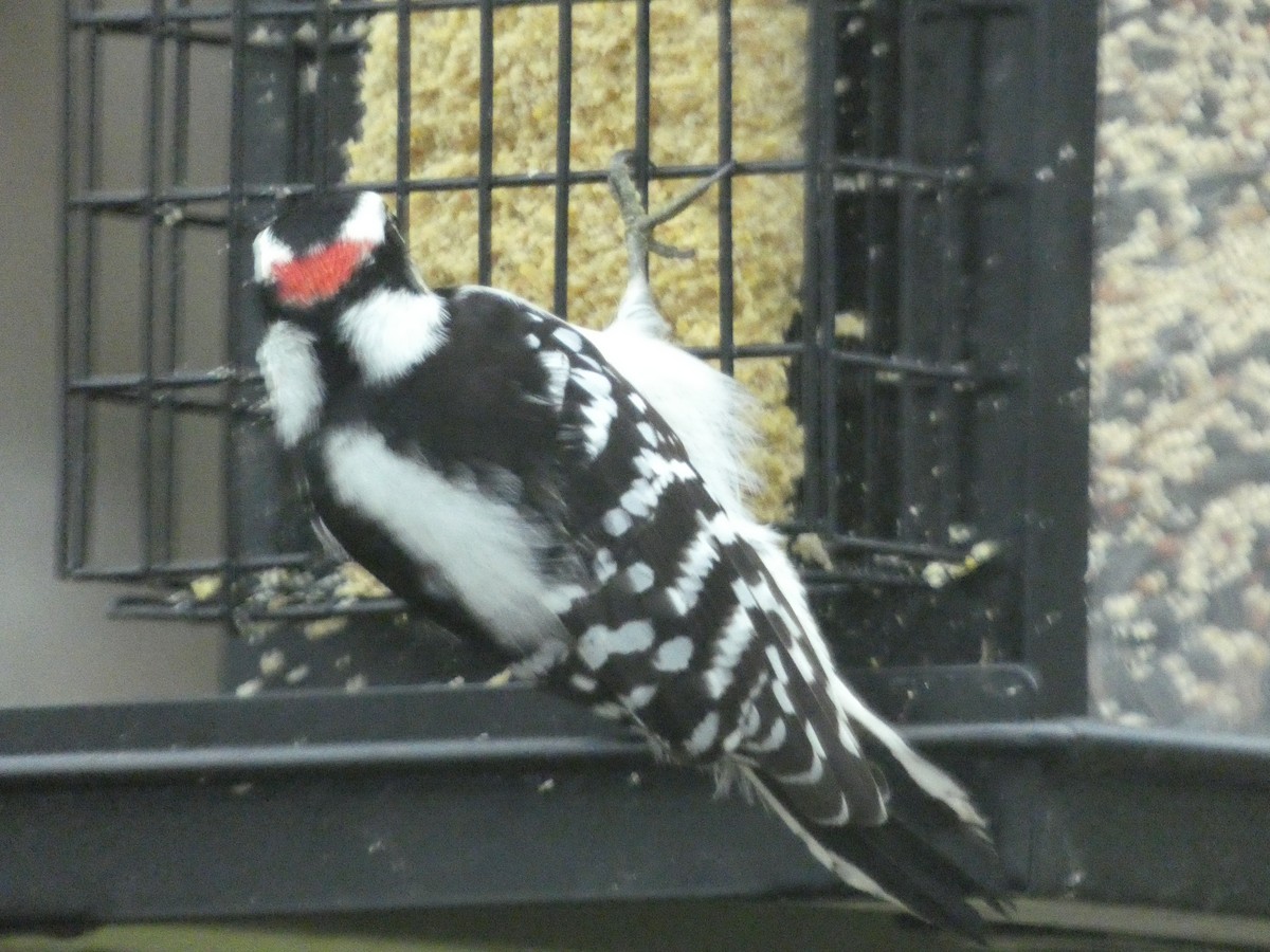 Downy Woodpecker - ML623542749