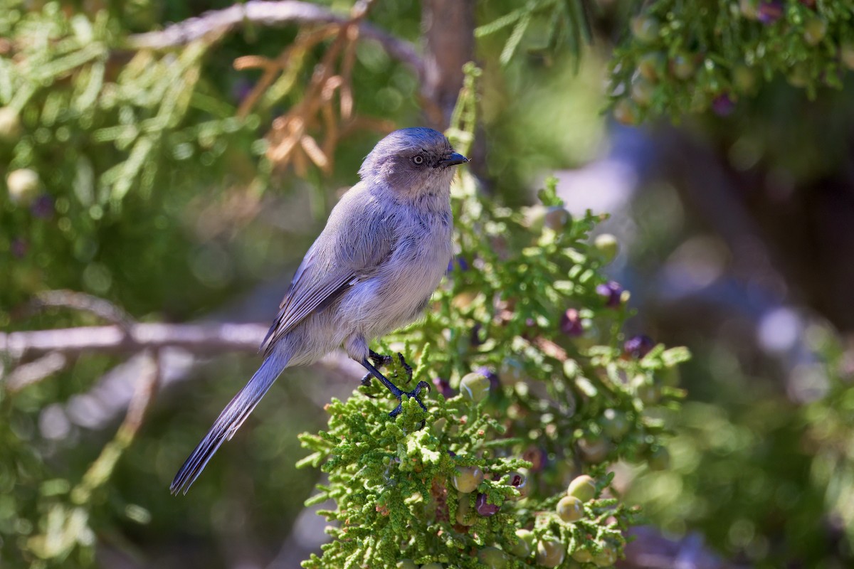 Bushtit - ML623542763