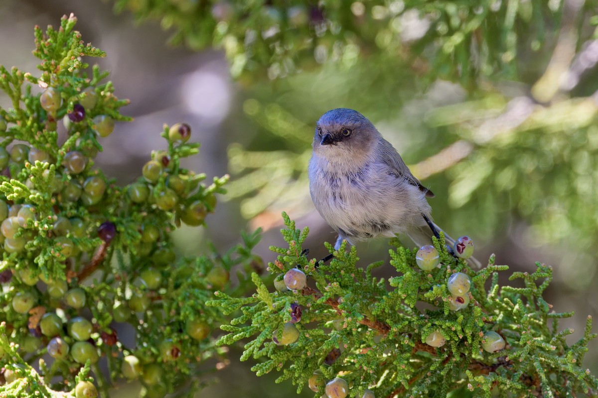 Bushtit - ML623542764