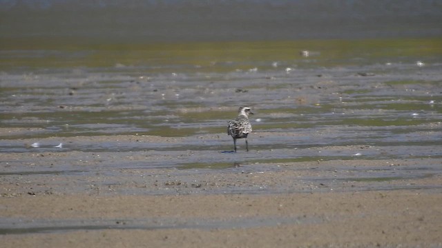 American Golden-Plover - ML623542778